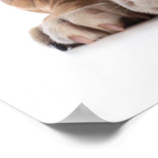 Revised Funny Bulldog - Poster (Ecke)