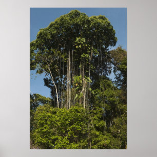 Rewa Flussrand Regenwald Guyana Poster