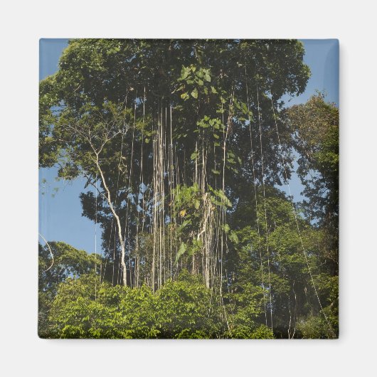 Rewa Flussufer Regenwald Guyana Magnet (Vorne)