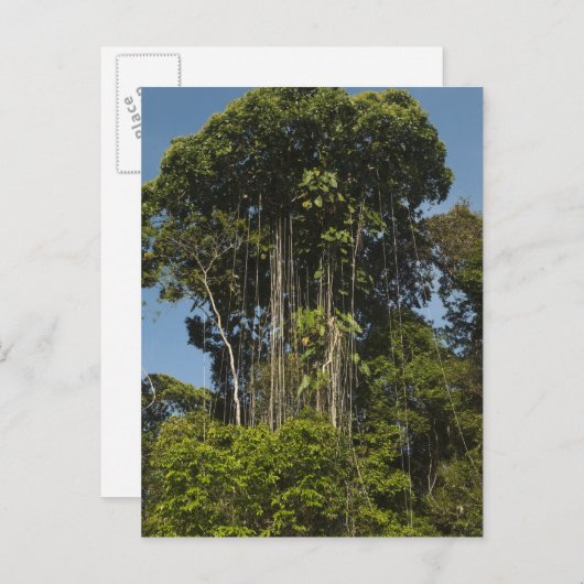 Rewa River Edge Rainforest Guyana Postkarte (Vorne/Hinten)