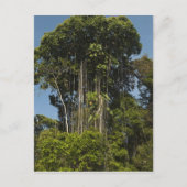 Rewa River Edge Rainforest Guyana Postkarte (Vorderseite)