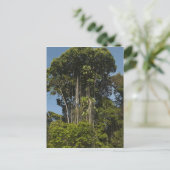 Rewa River Edge Rainforest Guyana Postkarte (Stehend Vorderseite)