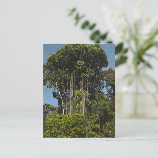 Rewa River Edge Rainforest Guyana Postkarte (Stehend Vorderseite)