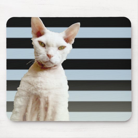 Rex Katzen-blauer/schwarzer Streifen Mousepad (Vorne)