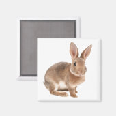 Rex Rabbit Magnet (Vorderseite/Rückseite)