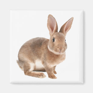 Rex Rabbit Magnet
