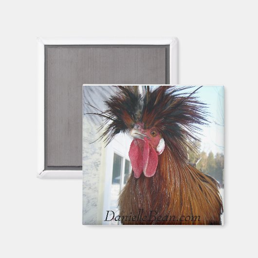 Rex Rooster Magnet (Vorderseite/Rückseite)