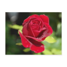 Rezept-Karte Chocolate Chip Erdnuss Butter Cookie