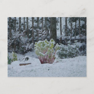 Rhabarber im Schnee Postkarte