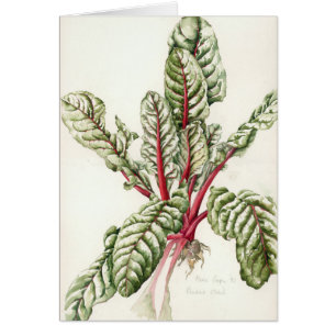 Rhabarber-Mangoldgemüse 1992