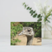 Rhea-Vogelportrait Postkarte (Stehend Vorderseite)