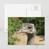 Rhea-Vogelportrait Postkarte (Vorne/Hinten)