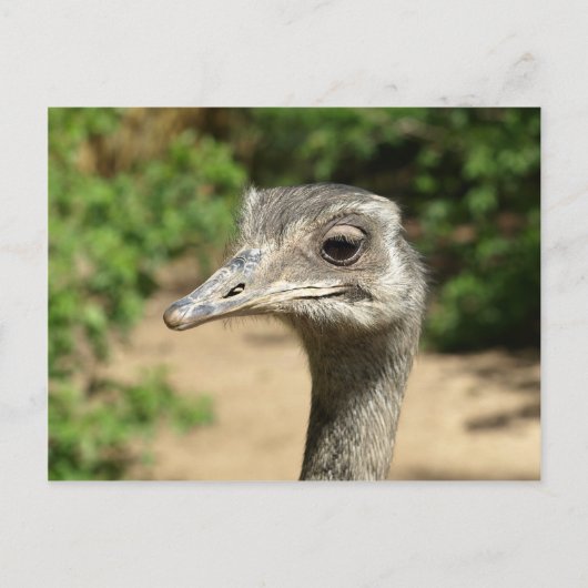 Rhea-Vogelportrait Postkarte (Vorderseite)