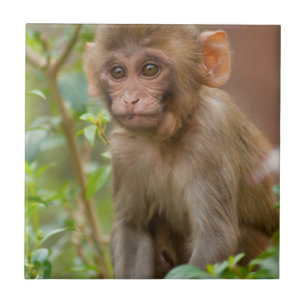 Rhesus-Affenbaby, Affentempel, Jaipur Fliese
