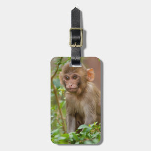 Rhesus-Affenbaby, Affentempel, Jaipur Gepäckanhänger