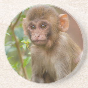 Rhesus-Affenbaby, Affentempel, Jaipur Getränkeuntersetzer