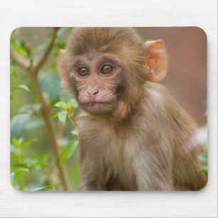 Rhesus-Affenbaby, Affentempel, Jaipur Mousepad