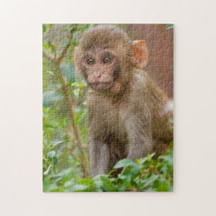 Rhesus-Affenbaby, Affentempel, Jaipur Puzzle