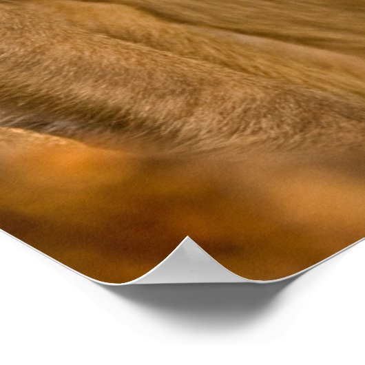 Rhesus Macaque Baby (Macaca Mulatta) | In Sariska Poster (Ecke)