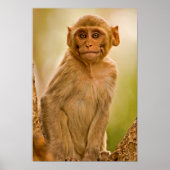 Rhesus Macaque Baby (Macaca Mulatta) | In Sariska Poster (Vorne)