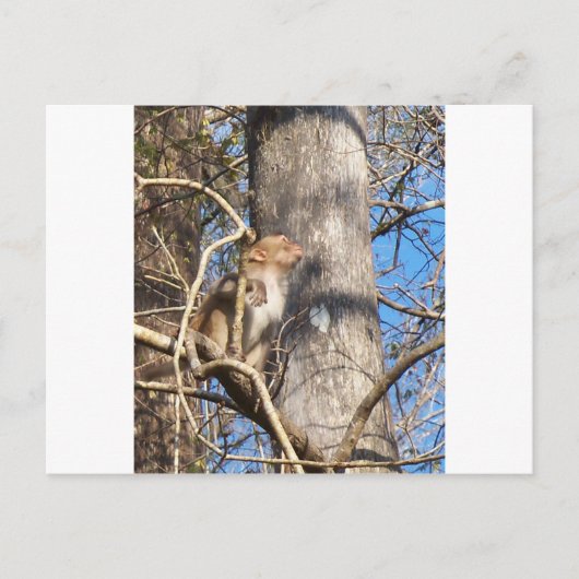 Rhesus-Makaken Postkarte (Vorderseite)