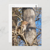 Rhesus-Makaken Postkarte (Vorne/Hinten)
