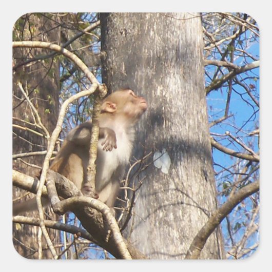 Rhesus-Makaken Quadratischer Aufkleber (Vorderseite)