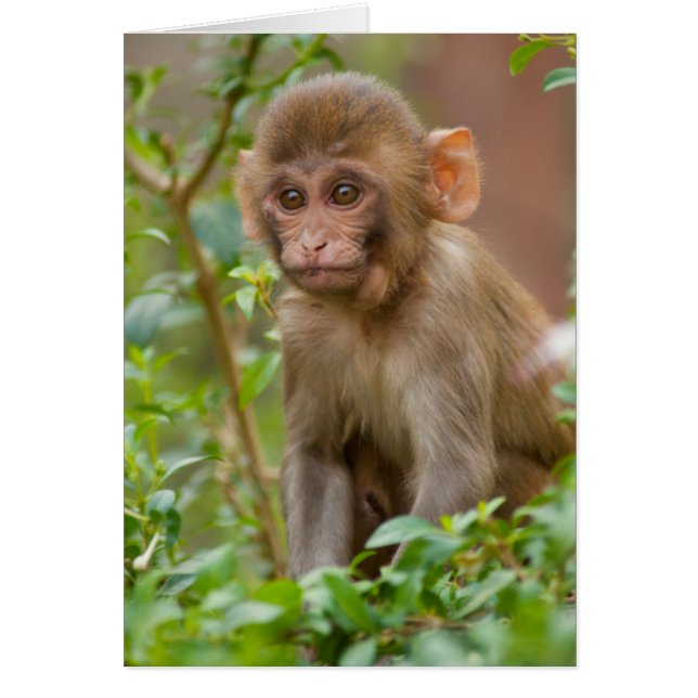 Rhesus Monkey Baby, Monkey Temple, Jaipur (Vorne)