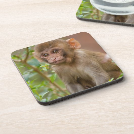 Rhesus Monkey Baby, Monkey Temple, Jaipur Getränkeuntersetzer (Linke Seite)