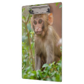 Rhesus Monkey Baby, Monkey Temple, Jaipur Klemmbrett (Links)