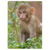 Rhesus Monkey Baby, Monkey Temple, Jaipur Klemmbrett (Rückseite)