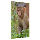 Rhesus Monkey Baby, Monkey Temple, Jaipur Klemmbrett (Rechts)
