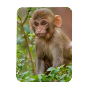 Rhesus Monkey Baby, Monkey Temple, Jaipur Magnet