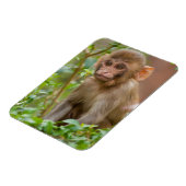 Rhesus Monkey Baby, Monkey Temple, Jaipur Magnet (Linke Seite)