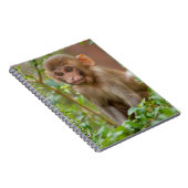 Rhesus Monkey Baby, Monkey Temple, Jaipur Notizblock (Rechte Seite)