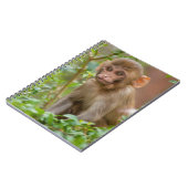 Rhesus Monkey Baby, Monkey Temple, Jaipur Notizblock (Linke Seite)