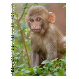 Rhesus Monkey Baby, Monkey Temple, Jaipur Notizblock