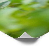 Rhesus Monkey Baby, Monkey Temple, Jaipur Poster (Ecke)