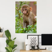 Rhesus Monkey Baby, Monkey Temple, Jaipur Poster (Heimbüro)