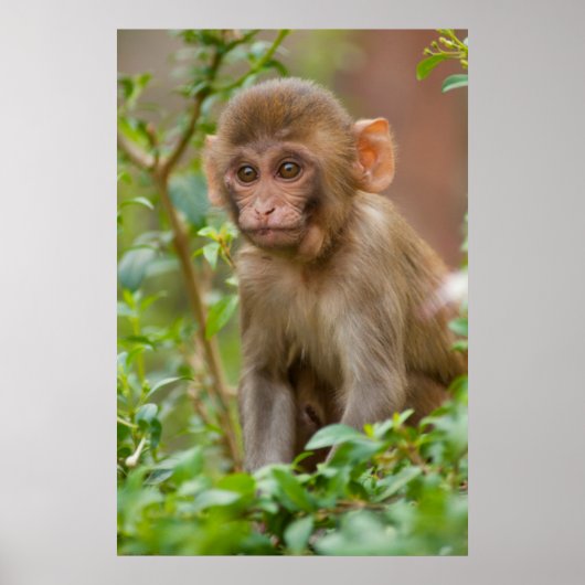 Rhesus Monkey Baby, Monkey Temple, Jaipur Poster (Vorne)