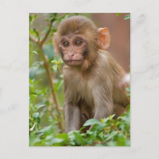 Rhesus Monkey Baby, Monkey Temple, Jaipur Postkarte (Vorderseite)