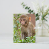 Rhesus Monkey Baby, Monkey Temple, Jaipur Postkarte (Stehend Vorderseite)