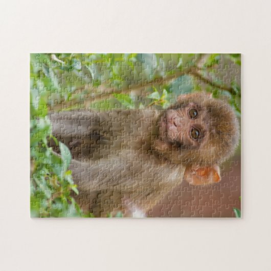 Rhesus Monkey Baby, Monkey Temple, Jaipur Puzzle (Horizontal)