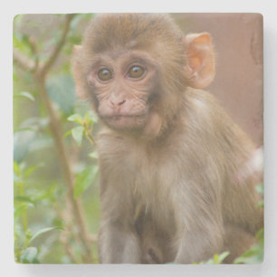 Rhesus Monkey Baby, Monkey Temple, Jaipur Steinuntersetzer