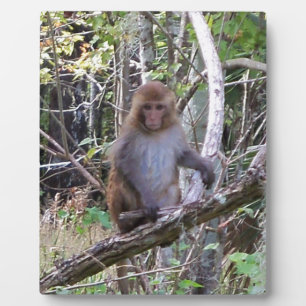 Rhesusmakaken-Affe Fotoplatte
