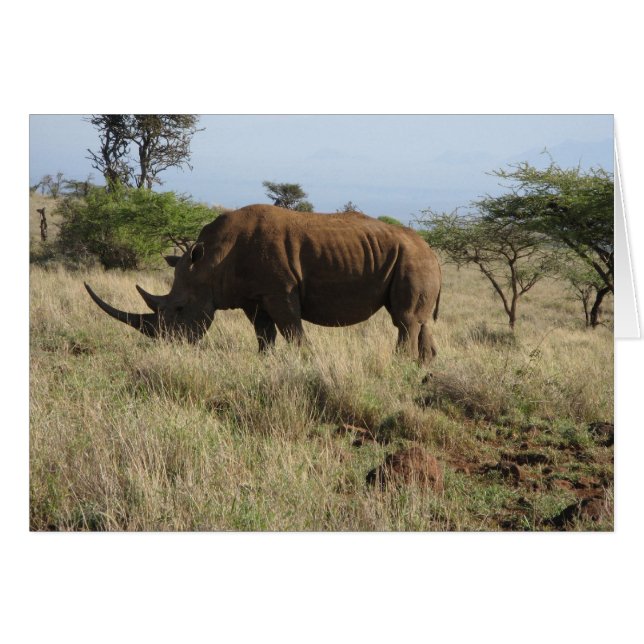 Rhino (Vorderseite (Horizontal))