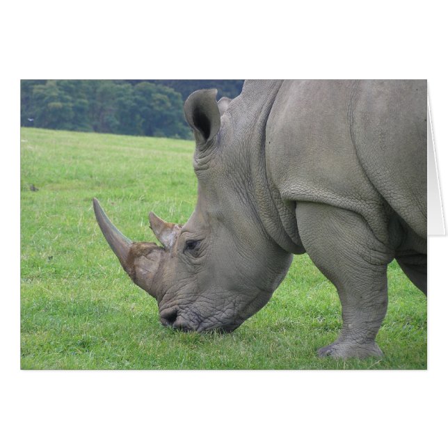 Rhino (Vorderseite (Horizontal))