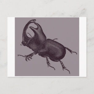 Rhino Beetle, Scarabeus Chorinaeus Postkarte