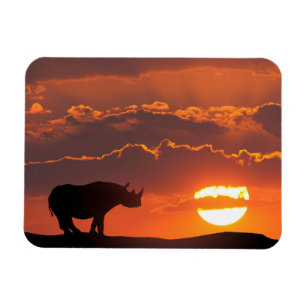Rhino bei Sonnenuntergang, Masai Mara, Kenia Magnet