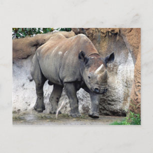 Rhino black4x6 postkarte